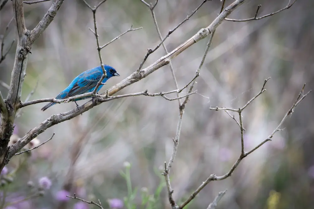 A male indigo bunting, deep blue overall, perched on a bare branch