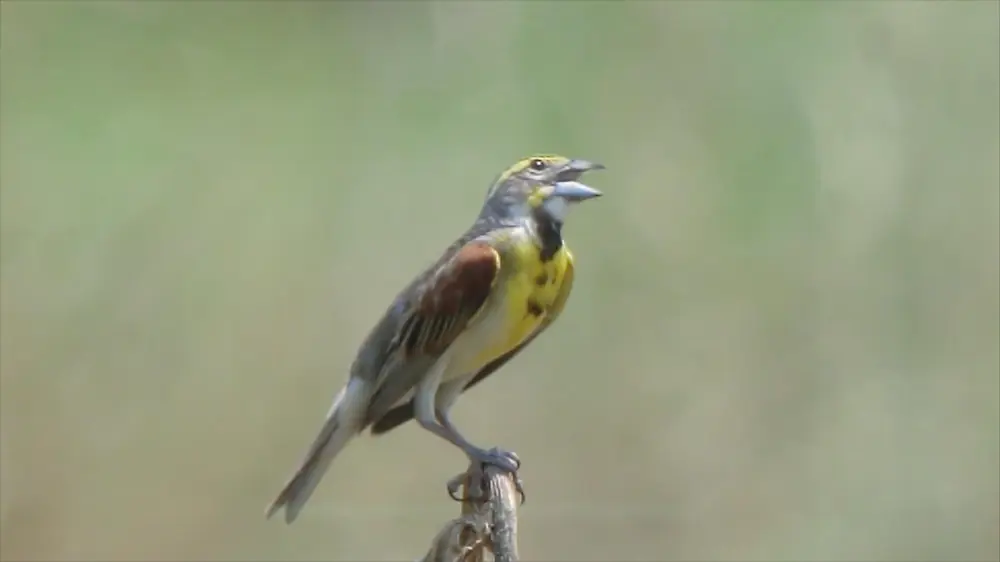 A male dickcissel perched on a plant stem in a Missouri grassland with a yellow breast and dark throat patch