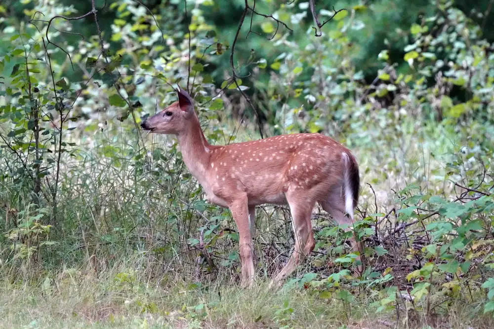 A white-tailed deer fawn with white spots standing at the edge of woods