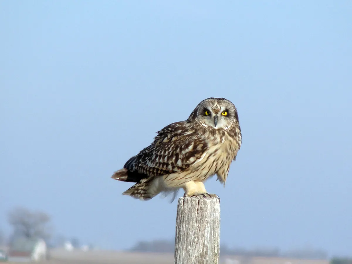 A mottled brown and buff short-eared owl with yellow eyes perched on a weathered fence post against a pale winter sky