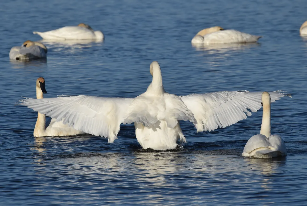 A trumpeter swan spreading its broad white wings on blue water while other swans rest and feed around it