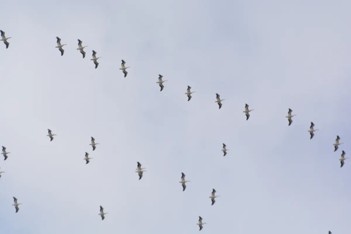 A loose flock of American white pelicans in flight, white bodies with black-tipped wings, against a pale sky