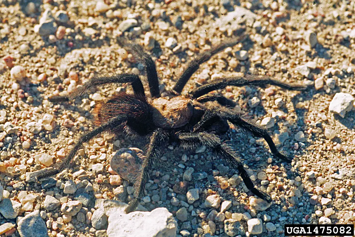 A hairy brown tarantula with dark legs standing on light-colored gravel