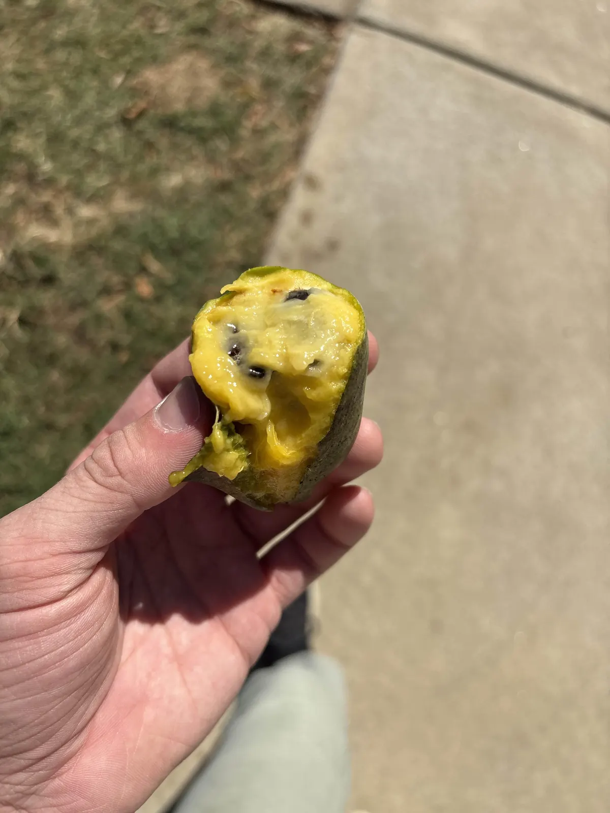 A hand holding a ripe pawpaw broken open to show soft yellow custard-like flesh and dark seeds
