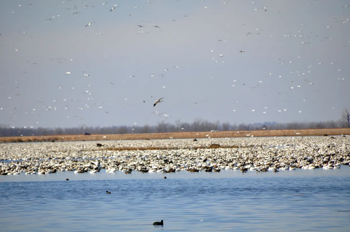 Thousands of white snow geese resting on a wetland at Loess Bluffs National Wildlife Refuge, with many more flying overhead against a gray sky