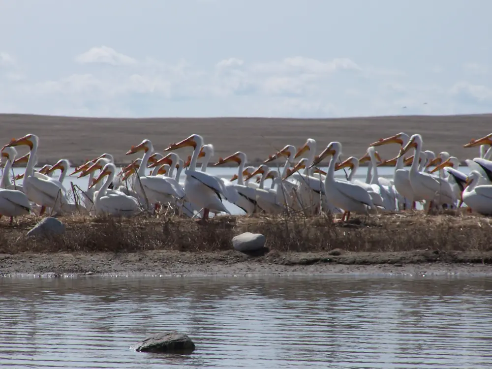 A crowd of large white pelicans with orange bills stand and sit on a low island in a lake.