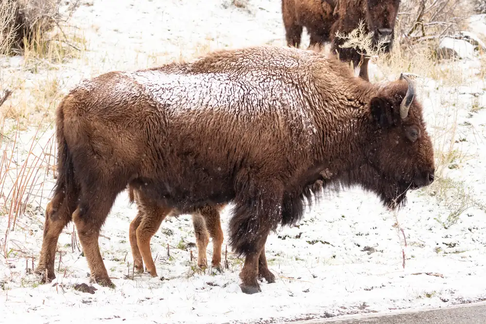 A small reddish-brown bison calf lies in the grass beside its dark, shaggy mother.