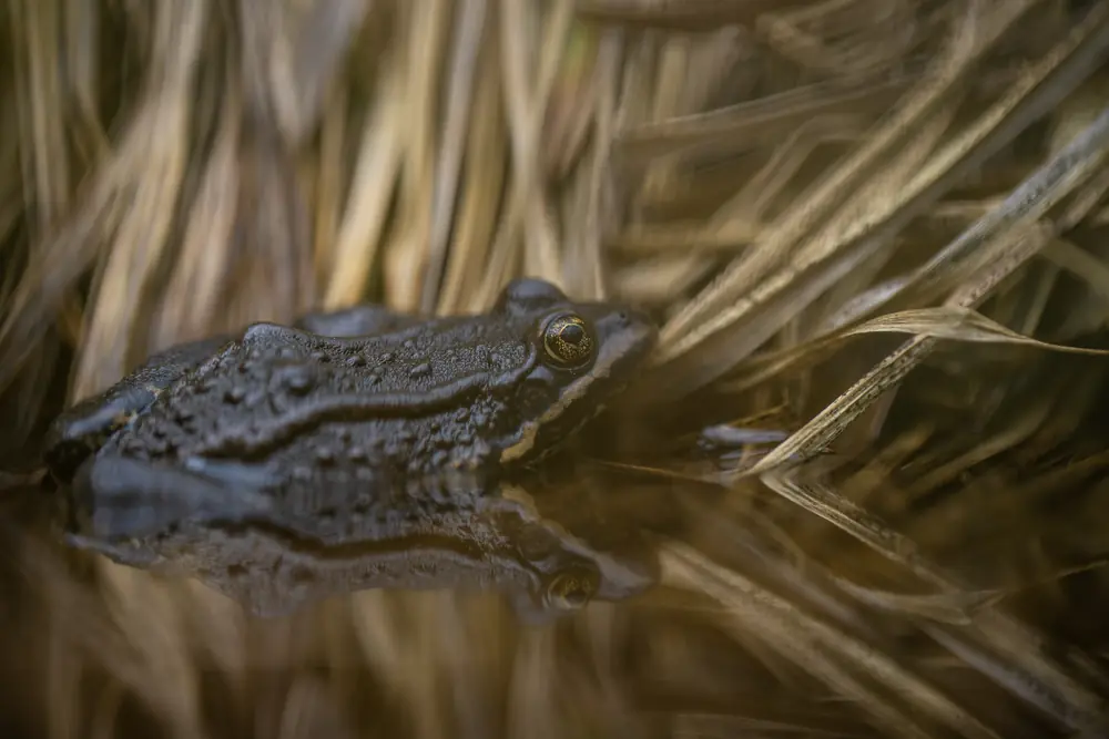 A brown Columbia spotted frog sits in shallow water among green grasses.