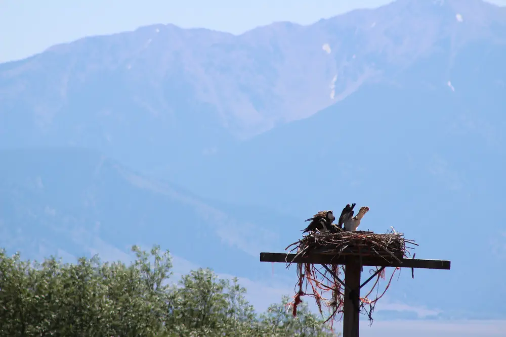 Two ospreys with white heads and brown backs sit in a large stick nest built on a platform.