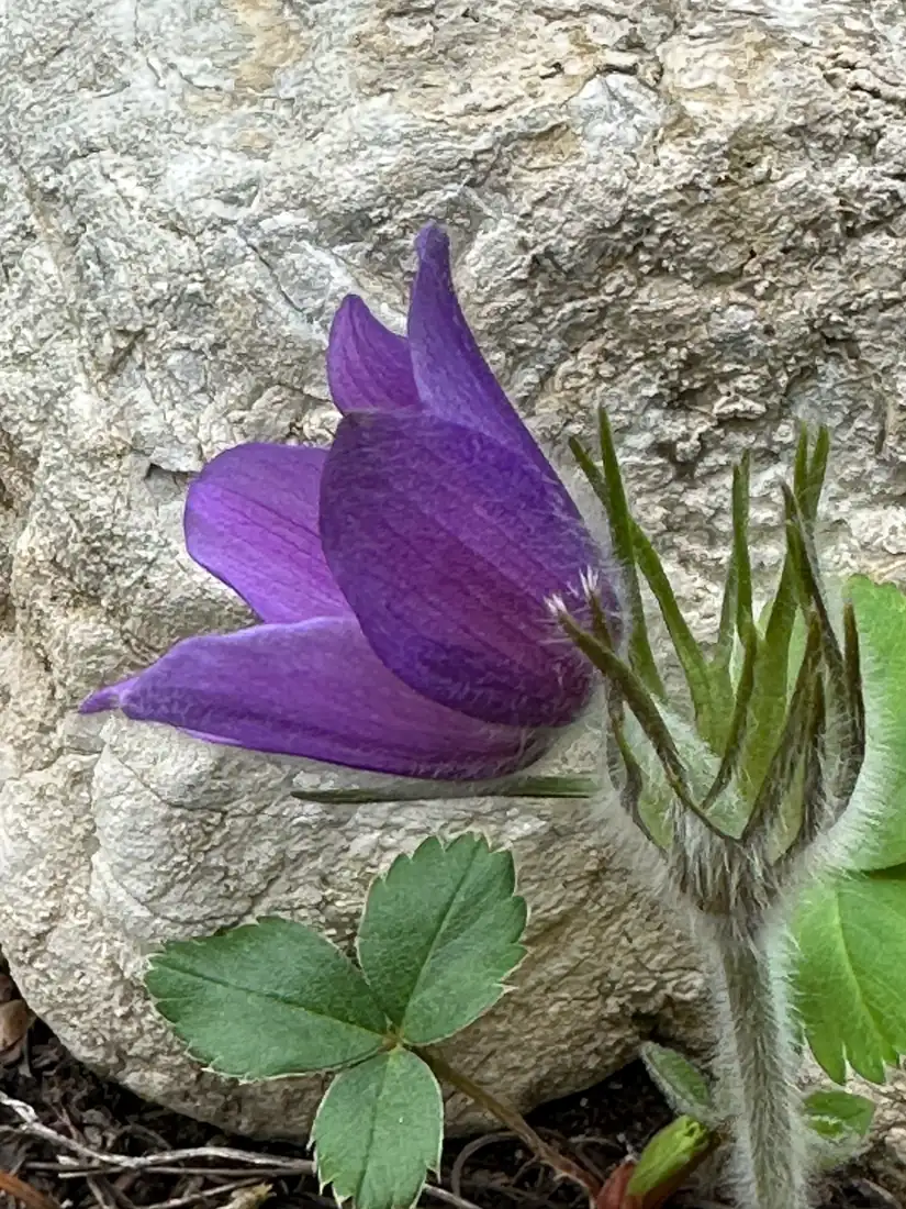 A fuzzy purple pasqueflower blooms low to the ground among dry grass and brown leaves.