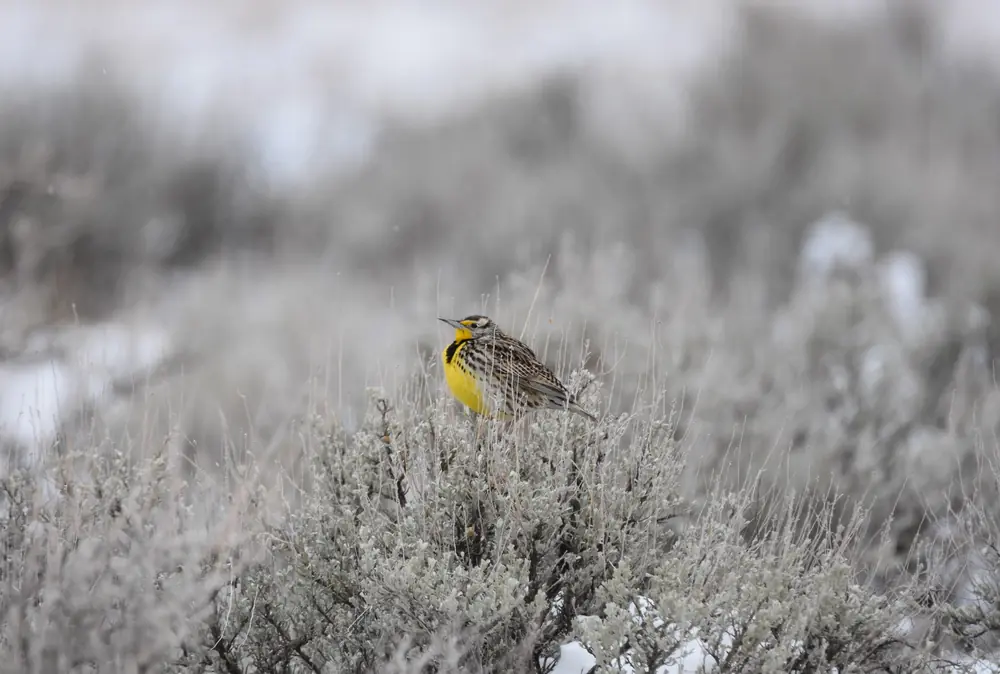 A western meadowlark with a bright yellow chest sits on a frosty fence in early morning light.