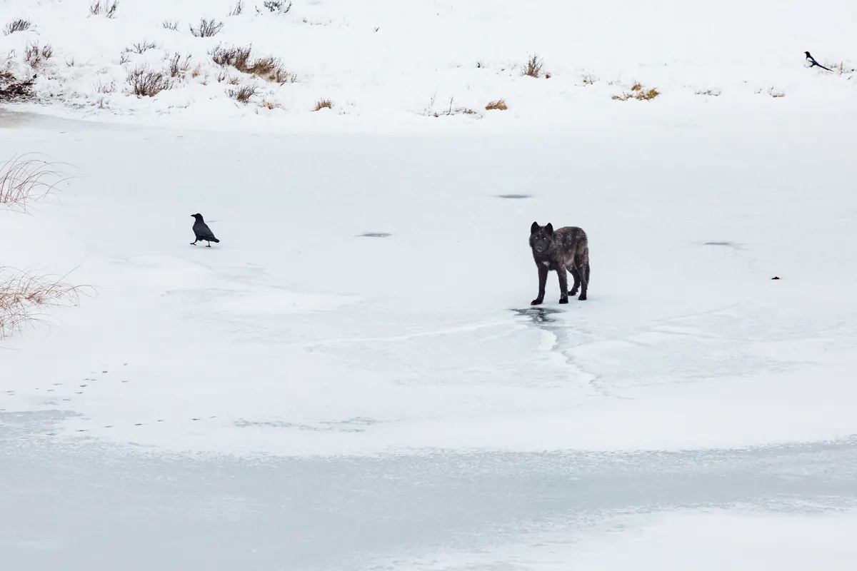 A dark gray wolf stands on a snow-covered frozen pond while a raven waits on the ice nearby.