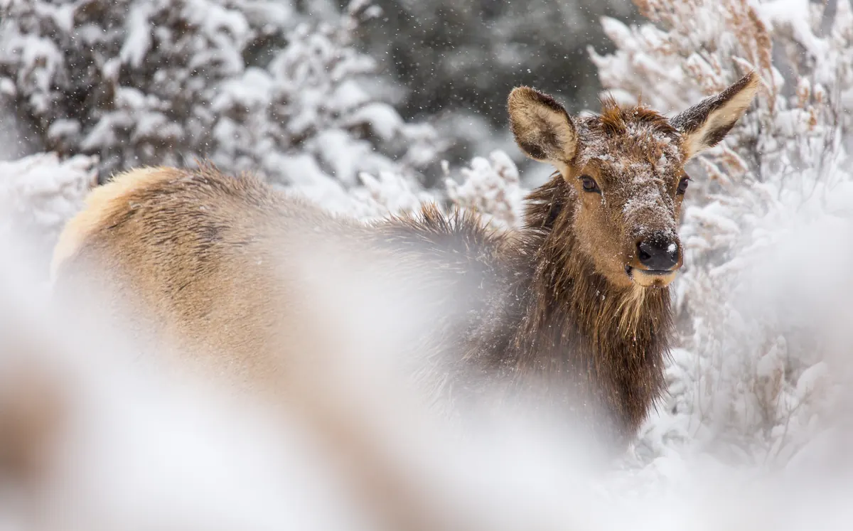 A cow elk with snow on her face and back stands among snow-laden sagebrush as flakes fall around her.