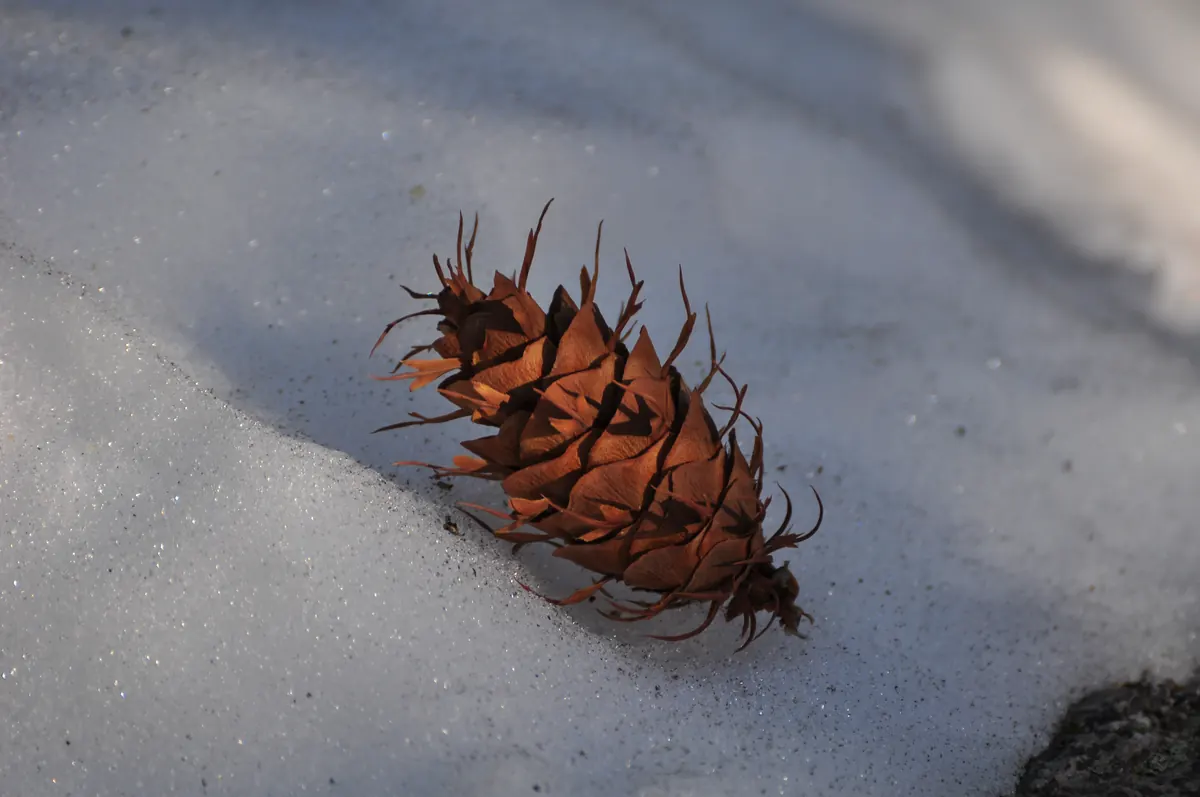 A single reddish-brown cone lying on snow, with thin three-pointed bracts sticking out from under every scale.