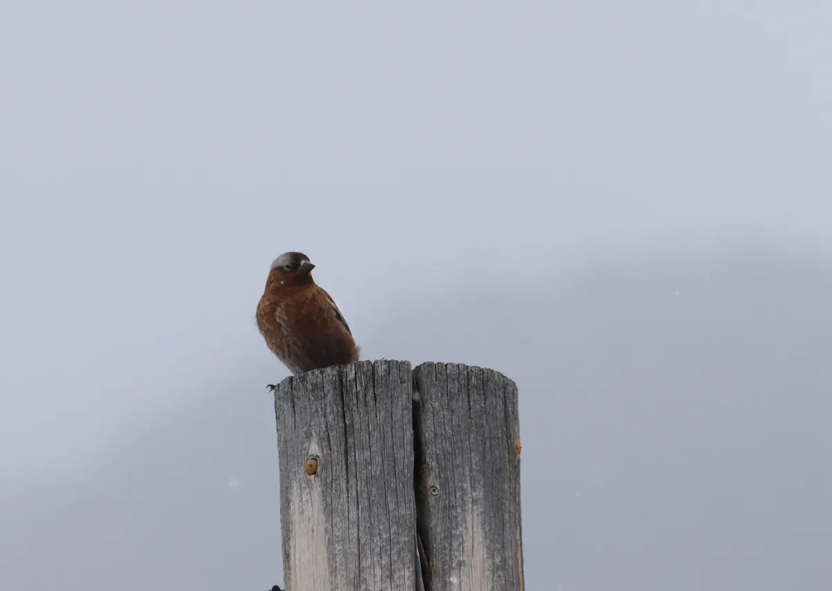 A brown finch with a gray crown and dark forehead perched on top of a weathered wooden post against a pale, snowy sky.