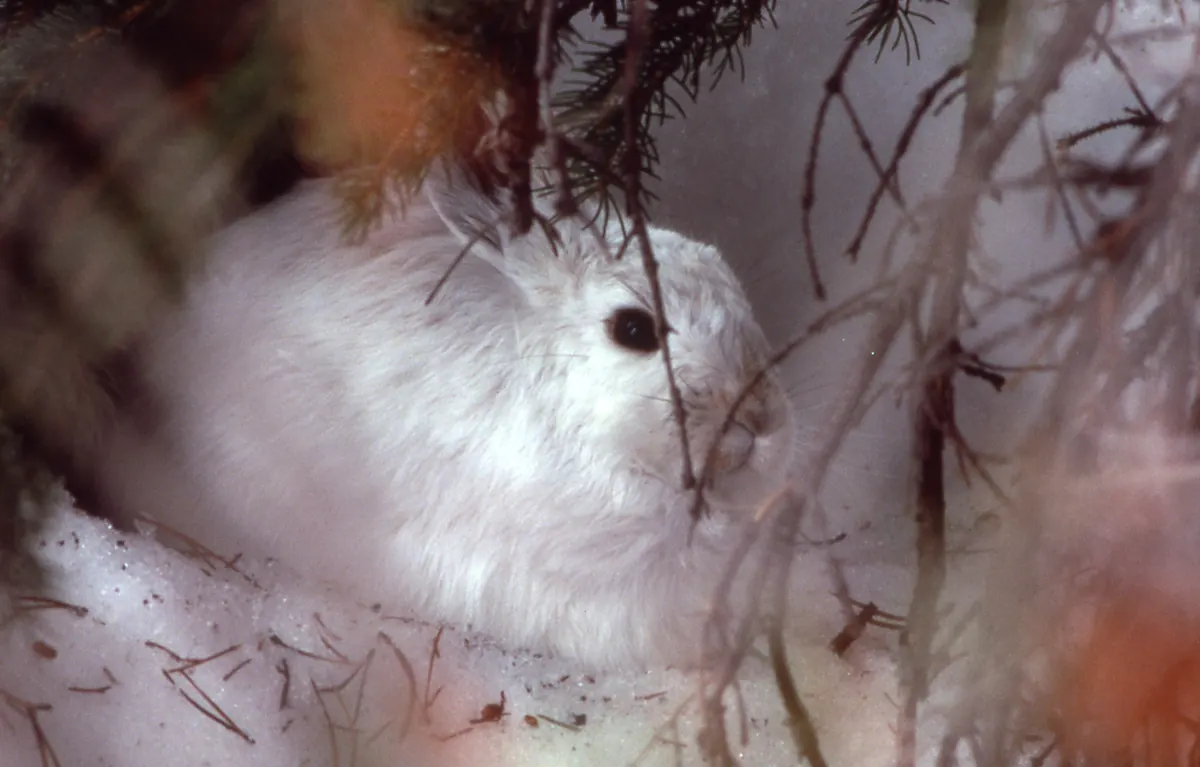 A snowshoe hare in its all-white winter coat crouches on snow beneath low conifer branches.