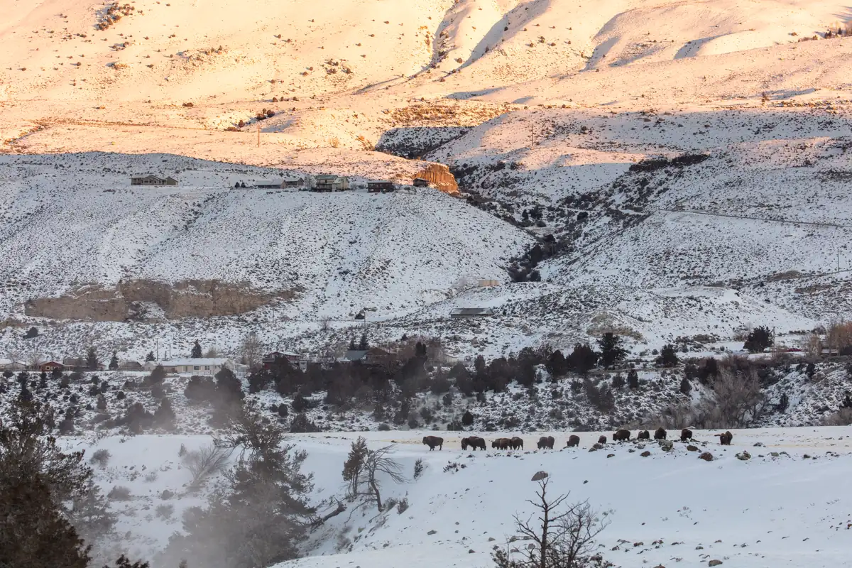 A long line of bison walks across a snowy bench below sunlit, snow-covered hills, with a few houses in the distance.