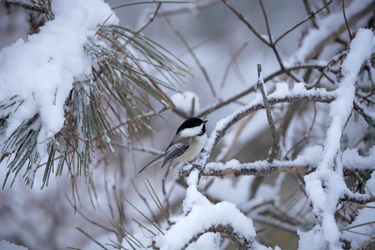 A black-capped chickadee perches among snow-laden pine needles and branches.