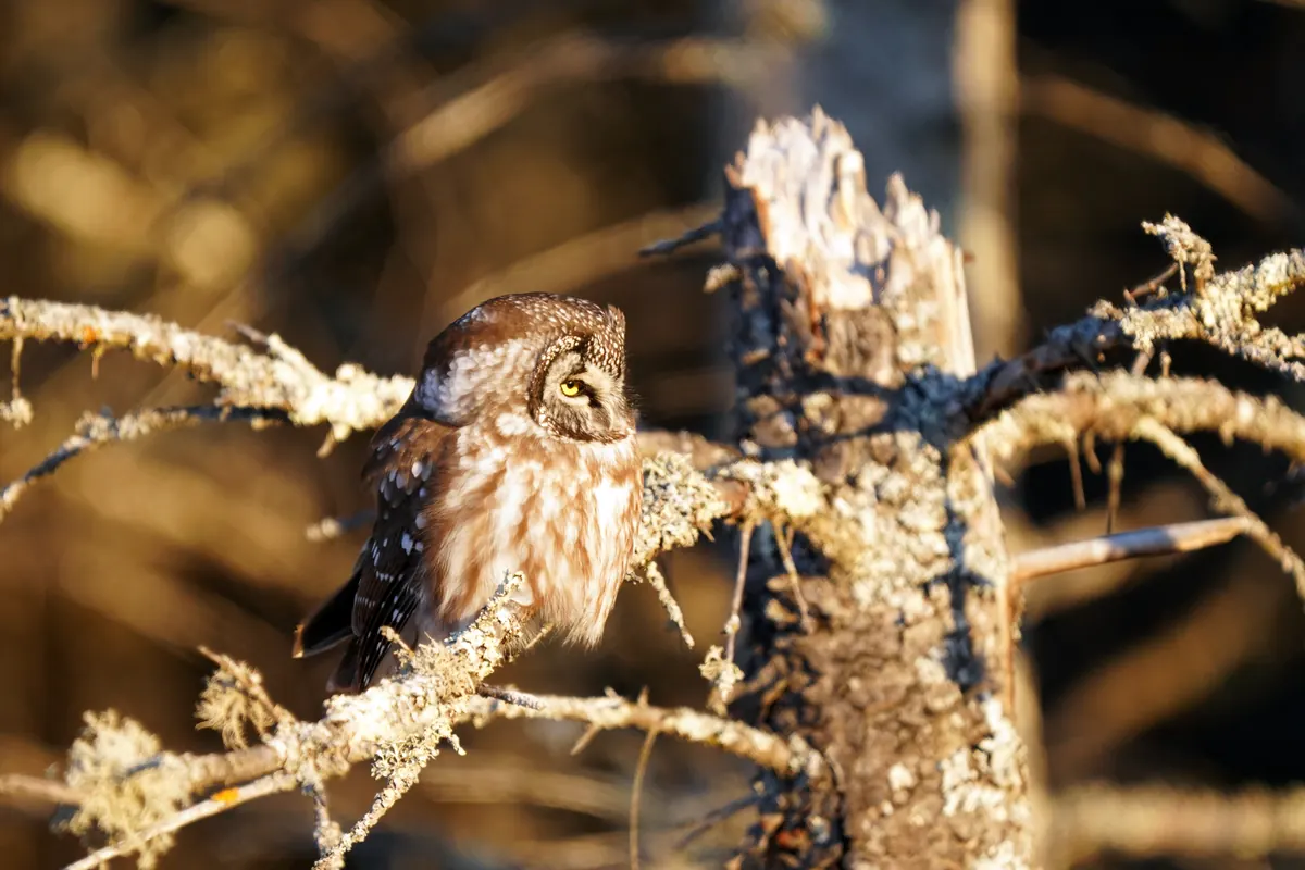 A small brown owl with a pale, dark-rimmed face perches on a lichen-covered branch of a dead conifer in warm morning light.