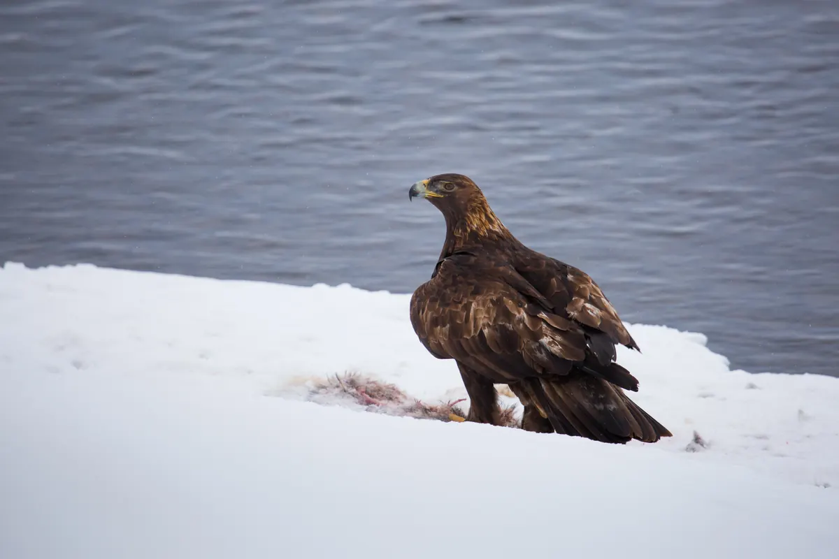 A dark brown golden eagle stands on a snow-covered riverbank beside open, dark water.