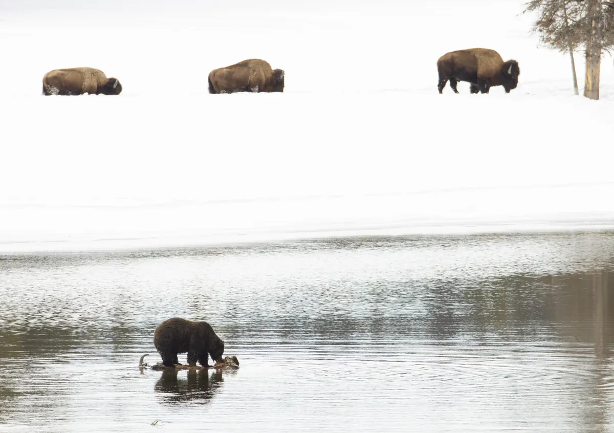 A grizzly bear stands in a calm river feeding on a carcass while three bison walk along the snowy bank above.