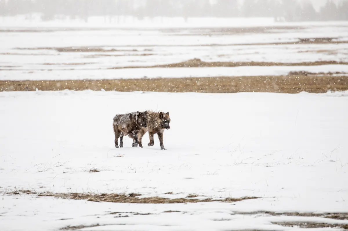 Two dark gray wolves walk side by side across a snowy flat as snow falls.