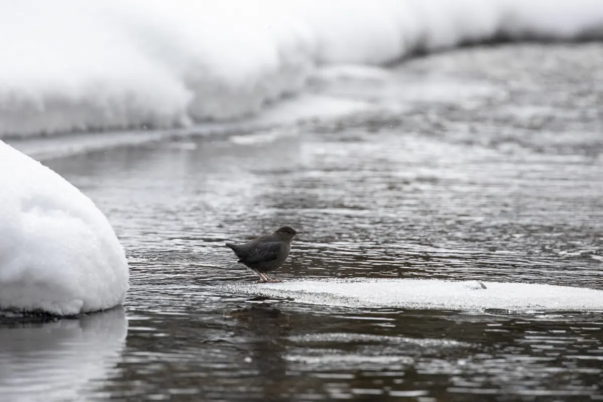 An American dipper standing on a shelf of ice beside open water in a snowy creek.