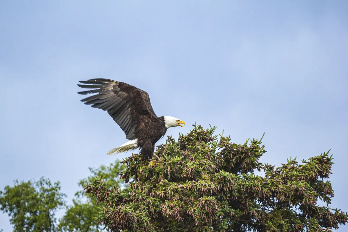 A bald eagle perched at the top of a spruce in winter snow light.