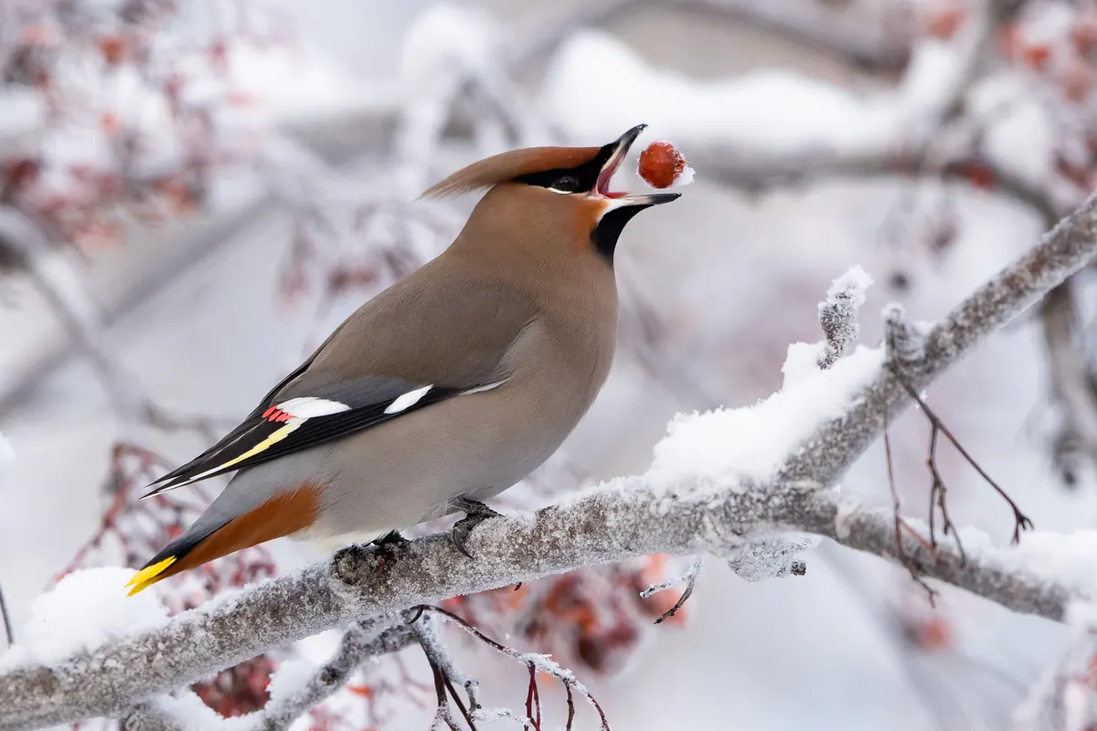 A crested gray-brown waxwing on a snowy branch tosses a red berry into its open bill.