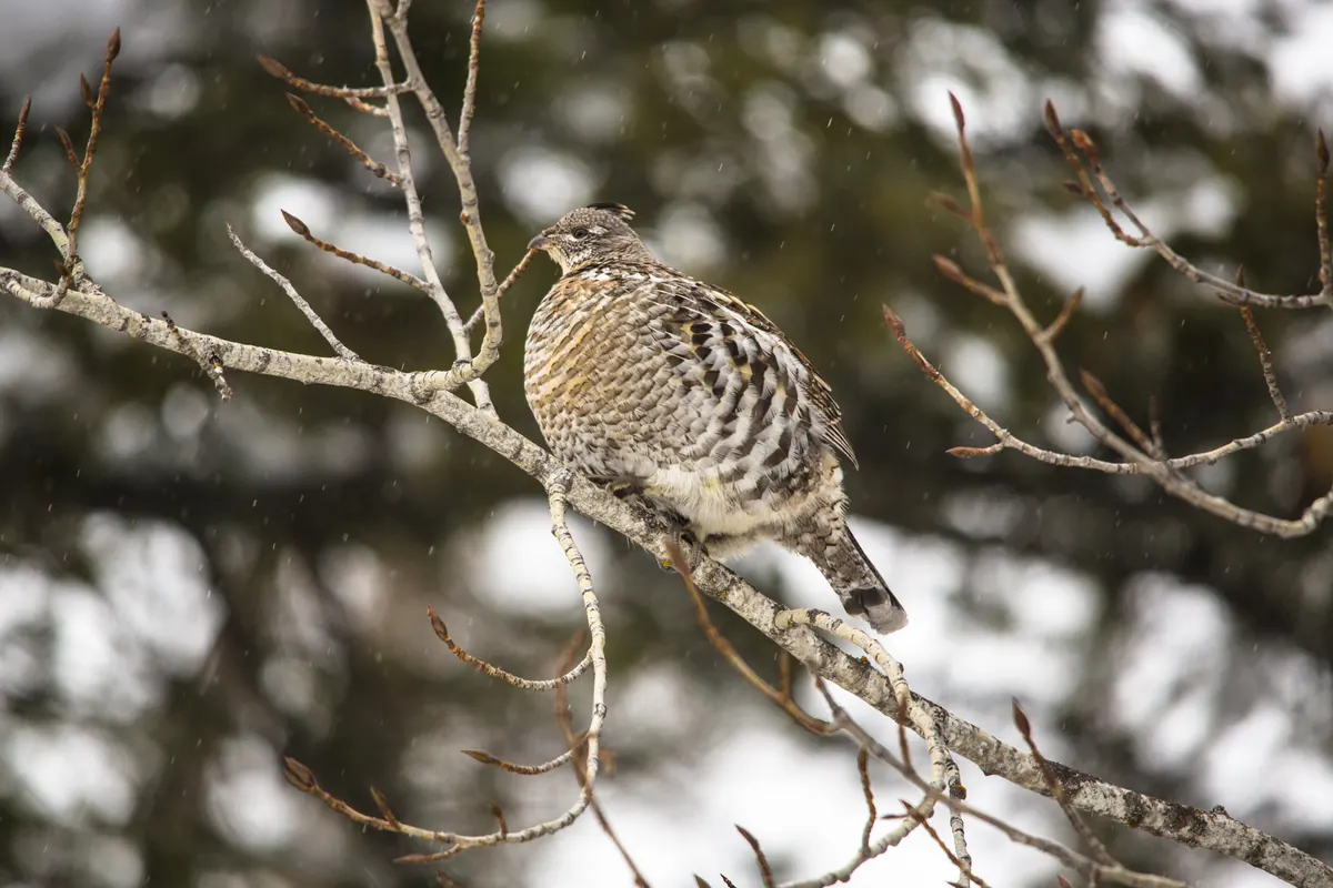 A ruffed grouse perched on a bare branch in falling snow.