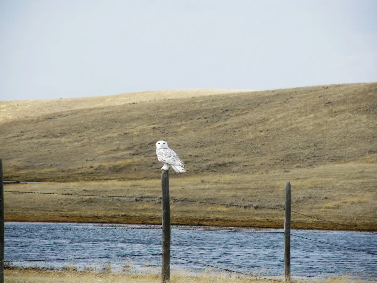 A white snowy owl perches on a wooden fence post beside a pond, with brown winter prairie hills behind.