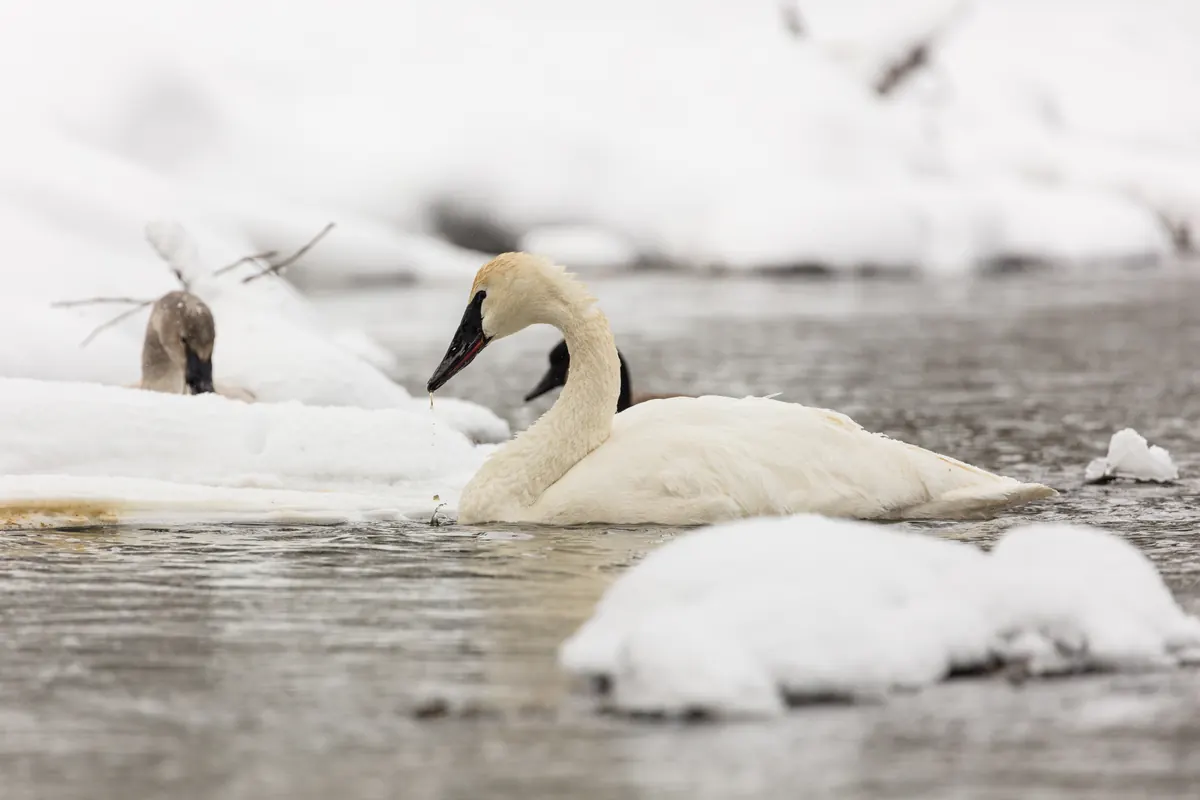 Two trumpeter swans feed in a dark, open river between snow-covered banks, one with its head lowered toward the water.