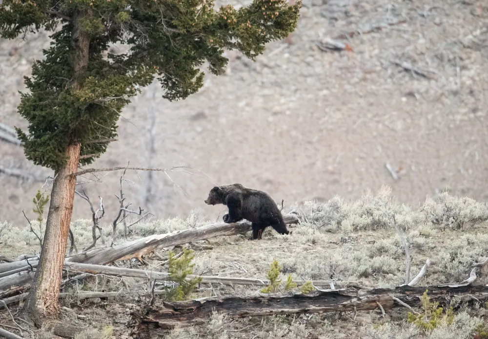 A dark grizzly bear walks across a sagebrush slope past a fallen log and a lone conifer in early spring.