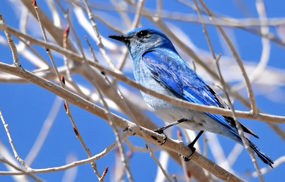 A blue mountain bluebird with a pale chest perches on bare, budding twigs against a bright blue sky.