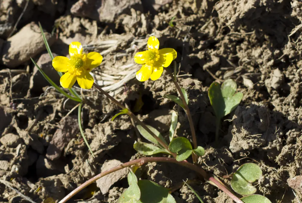 Two shiny yellow sagebrush buttercup flowers rise on thin stems above round green leaves on bare, rocky, dry soil.