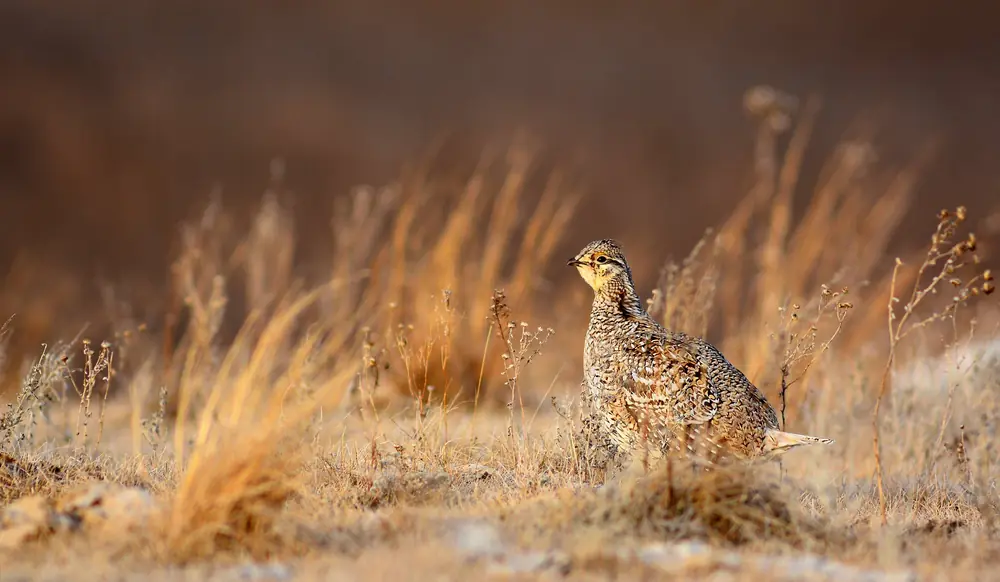 A speckled brown sharp-tailed grouse stands in dry golden prairie grass on a display ground in early morning light.