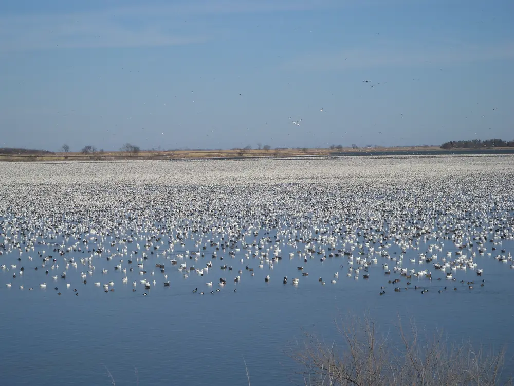 A huge flock of snow geese covers a wide stretch of open water under a pale blue sky, with a low shoreline and bare brush at the edge.