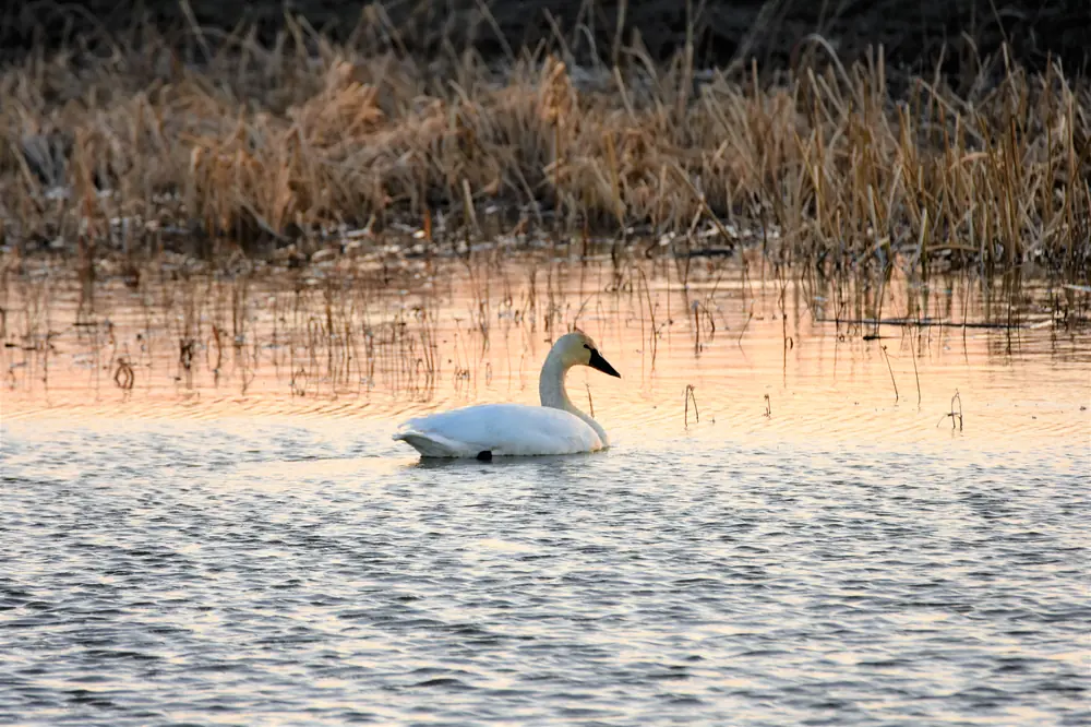 A single white tundra swan floats on calm water in warm evening light, with golden marsh grass behind it.