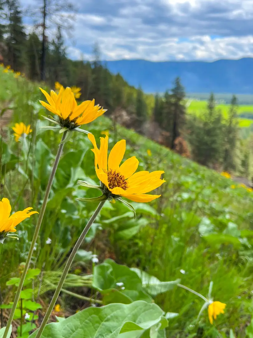 Yellow arrowleaf balsamroot flowers cover a grassy hillside in the Lolo National Forest.