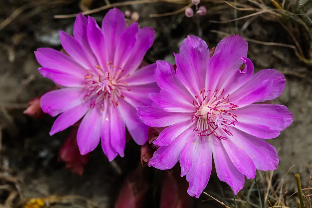 A bitterroot plant with several pink flowers growing in gravelly ground.