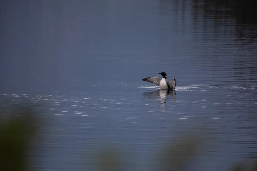 A common loon spreads its wings on a calm, blue-gray lake.