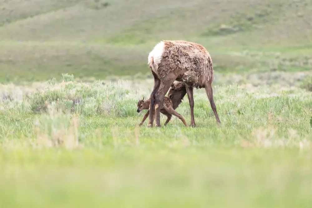 A spotted elk calf stands beside an adult cow elk in grass.