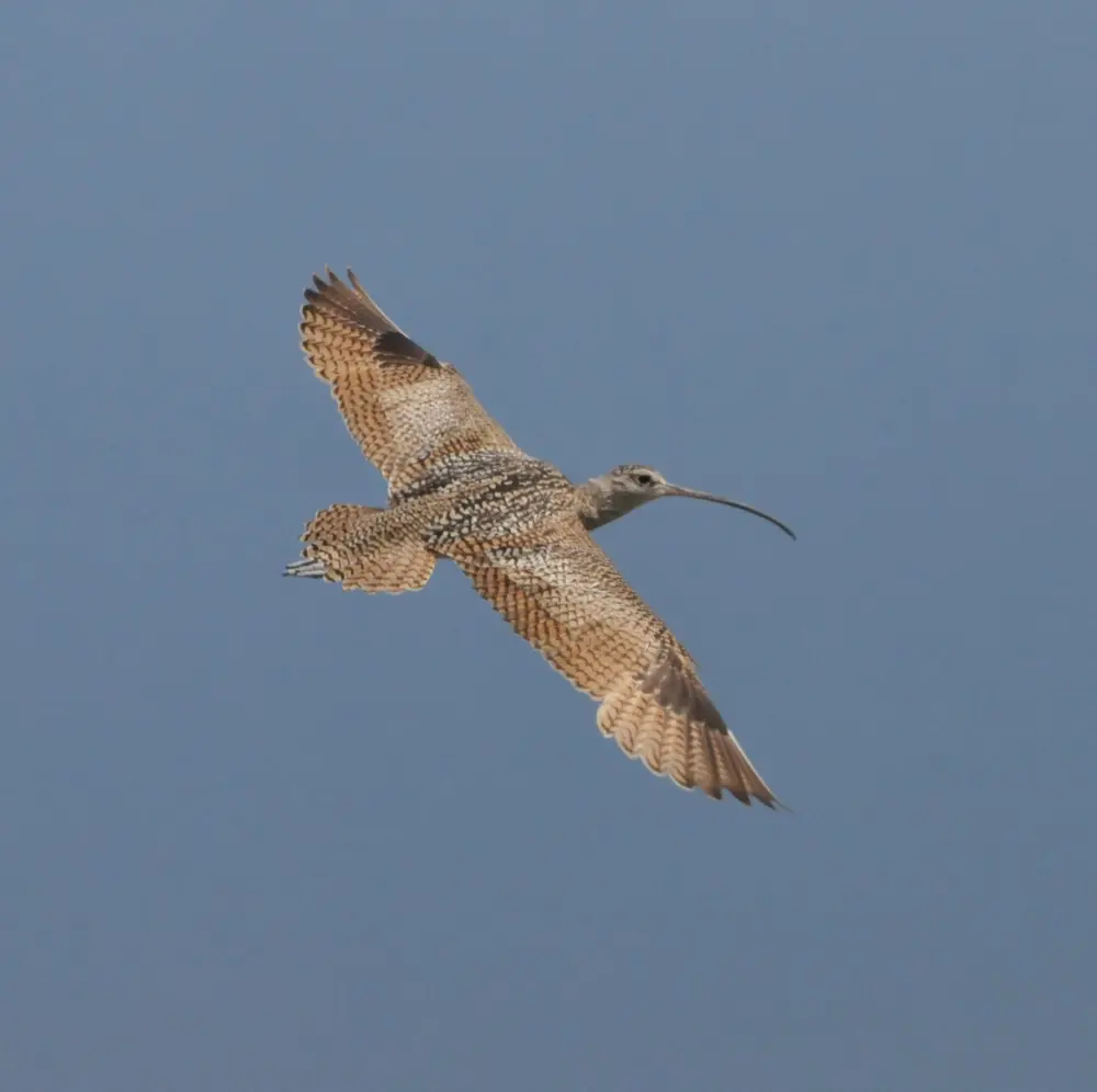 A long-billed curlew with a long, down-curved bill stands in short grass.