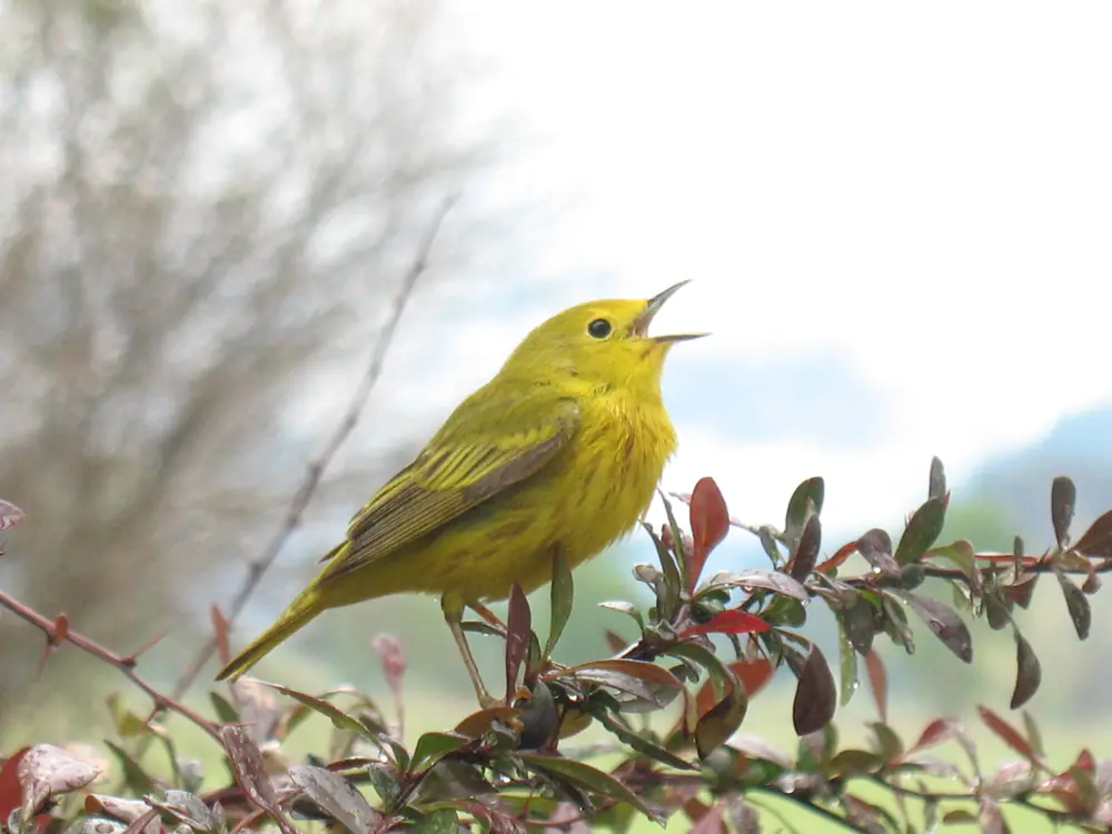 A bright yellow warbler sings with its beak open from a branch with reddish leaves.