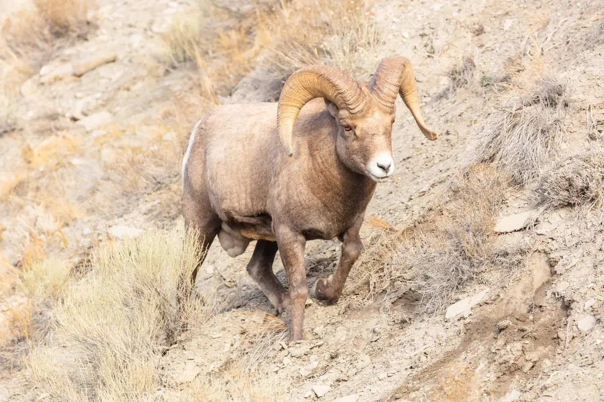 A bighorn ram with heavy curled horns walking down a steep, dry slope of rock and bunchgrass.