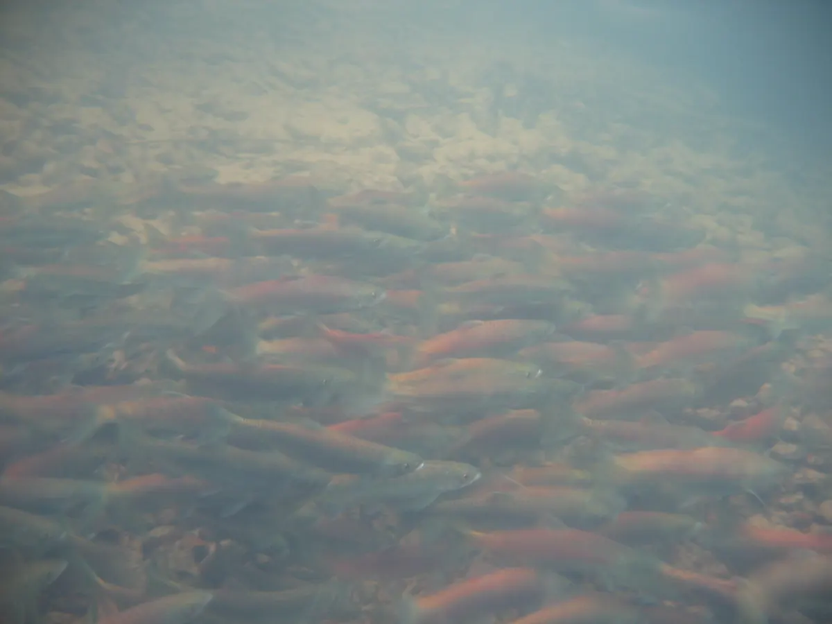 A crowded school of reddish kokanee salmon holding over pale gravel in clear, greenish water.