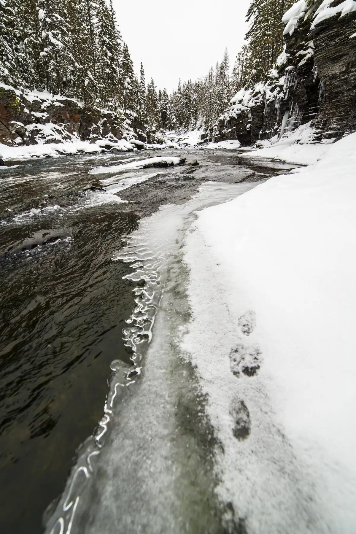 A line of animal tracks in fresh snow along an icy edge of a dark, rushing creek between snowy cliffs and conifers.