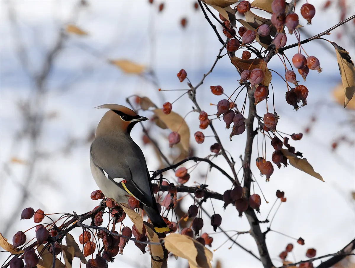 A crested gray-brown waxwing with a black mask perched among small red crabapples on a bare branch.