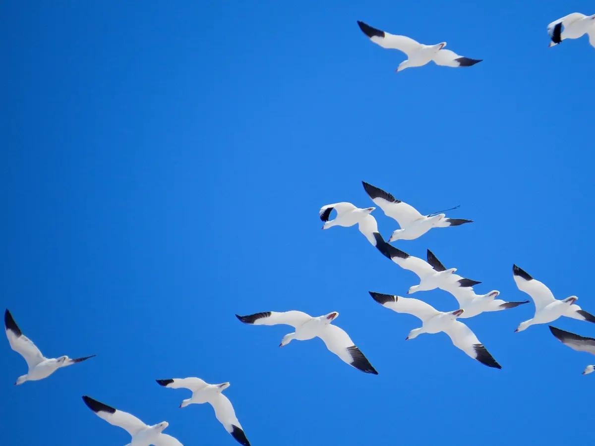 A loose flock of white snow geese with black wingtips flying across a deep blue sky.