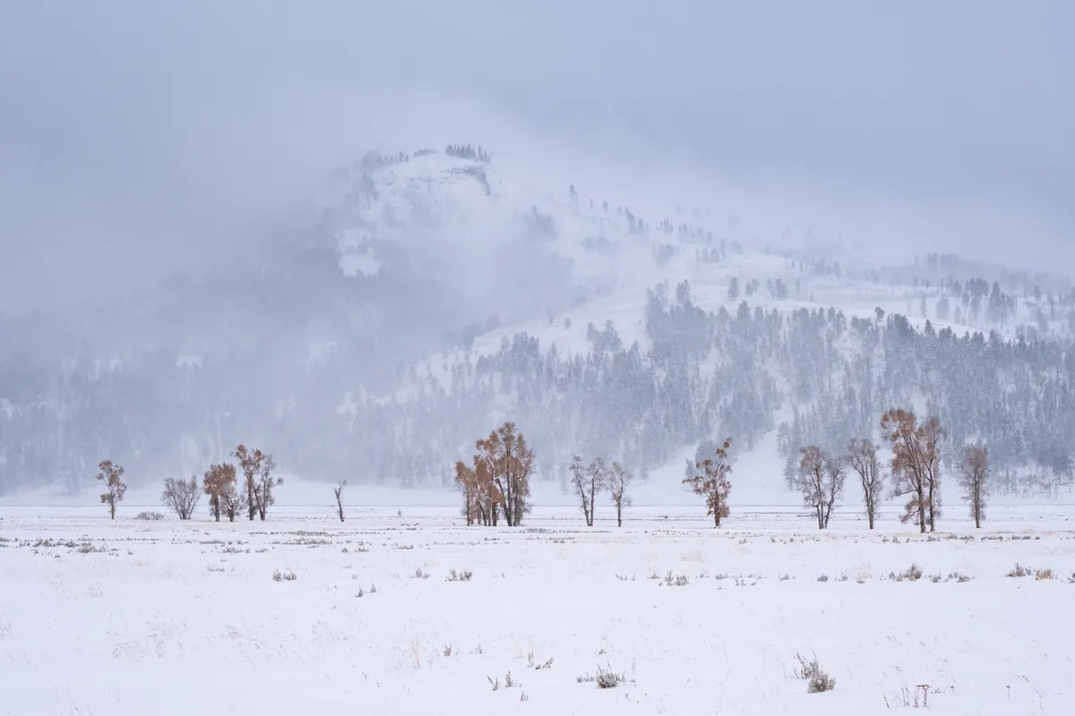 Bare cottonwoods standing in a flat, snow-covered valley below a forested hill half hidden by falling snow.